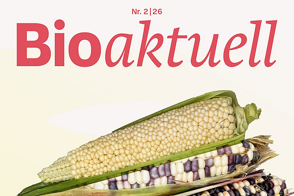 Titelseite Bioaktuell 2|26: Verschiedene Maiskolben-Sorten.