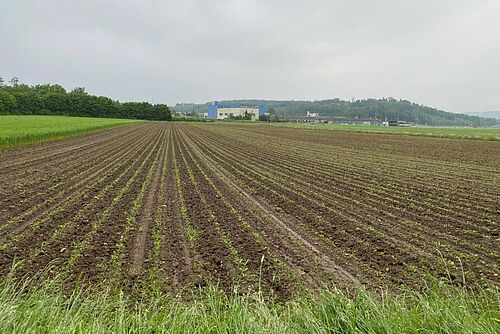 Ein Acker mit Zuckerrübenpflanzen