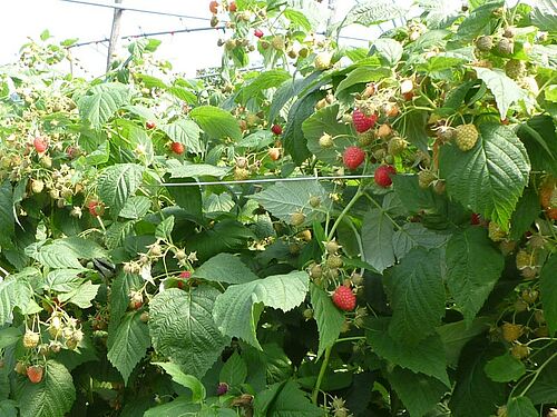 reife Himbeeren am Strauch in professioneller Anlage