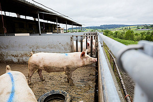 Ein Schwein im Aussenbereich.