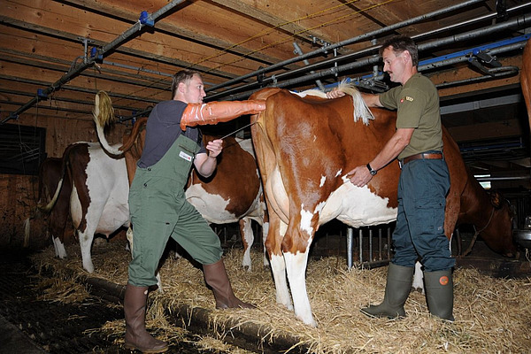 Ein Besamer befruchtet in einem Stall eine Kuh. Daneben ein Landwirt.