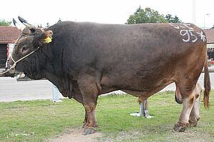 Ein brauner, grosser Stier