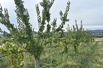 Vitiforst-Parzelle auf dem Domaine de Roveray.