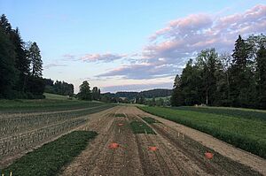 Einige Ackerstreifen mit Lauch, in weiter Landschaft mit Wald