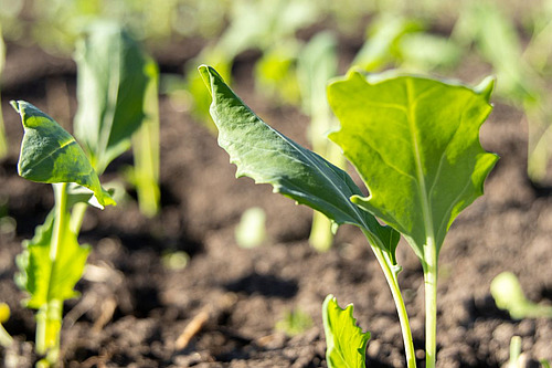 Nahaufnahme junger Kohlrabipflänzchen.