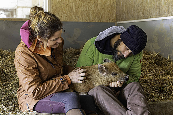 Eine Frau und ein Mann sitzen in einem Stall und liebkosen ein braunes Ferkel. 