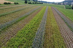 Acker mit verschiedenen Kartoffelsorten in Streifen angesät.