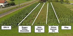 In der Luftaufnahme sind deutliche Unterschiede zwischen den verschiedenen Verfahren zu erkennen. Bei EFB33 ist der Mais gut entwickelt und dunkelgrün. Bei Hafer-Inkarnatklee konnte sich der Mais fast nicht entwickeln. Nur im Pflugverfahren hat der Mais bereits die Fahne geschoben.