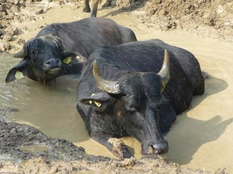 Darf ich Wasser aus dem Fluss zum Tränken der Kühe saugen?