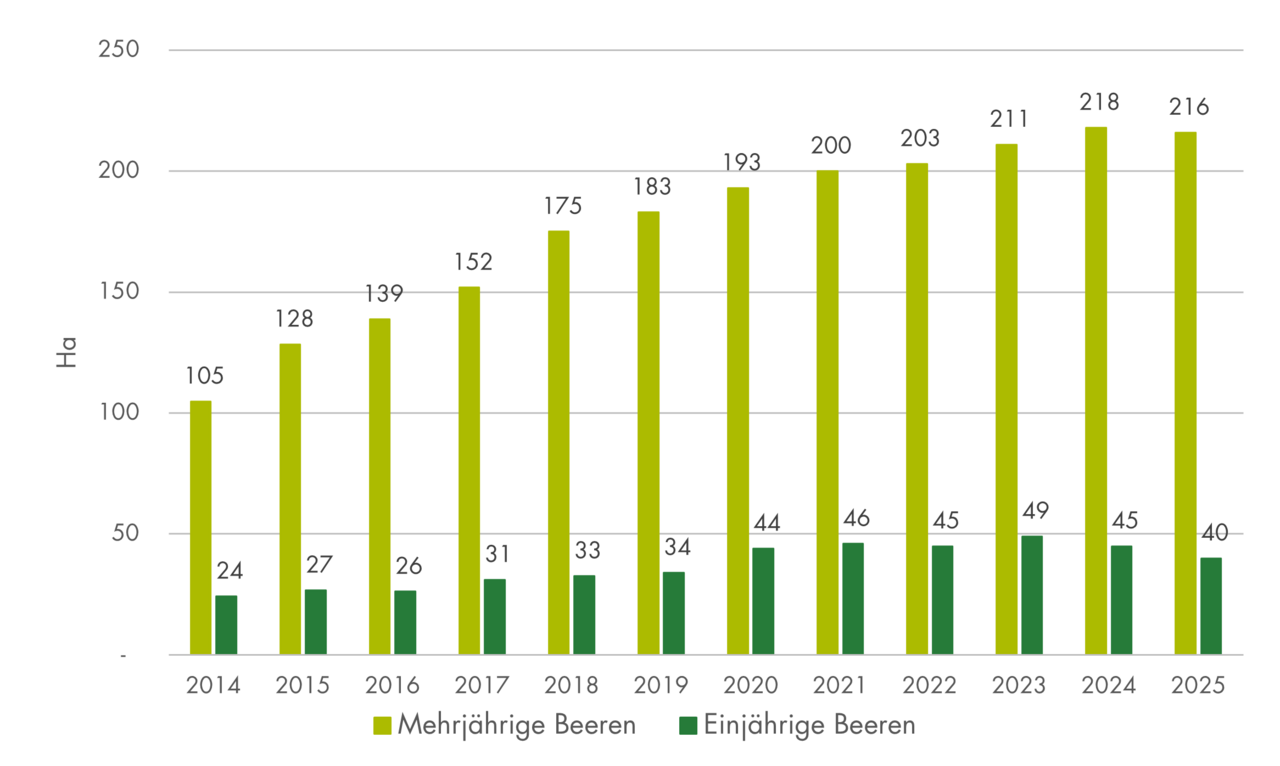 Entwicklung Biobeeren Fläche.