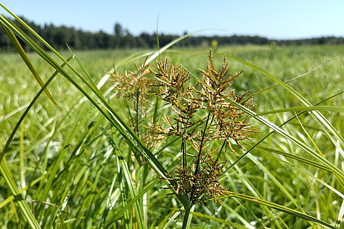 Hellgrüne Blätter und braune Blüte des Erdmandelgrases.
