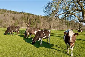 Gefleckte Kiwicross-Kühe auf einer Kurzrasenweide.