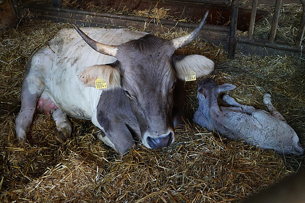 Kuh liegt mit frisch geborenem Kalb auf Stroh.