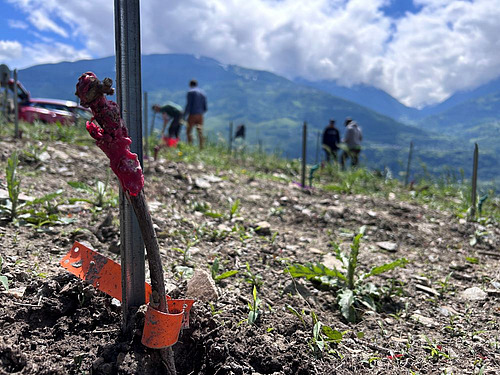 Gros plan sur un jeune plant de vigne fraîchement mis en terre. 