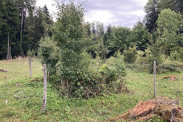 Sträucher an einem Waldrand mit Umzäunung.