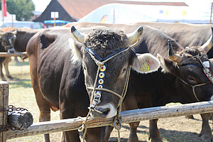 Braunviehstier auf dem Zuger Stierenmarkt.