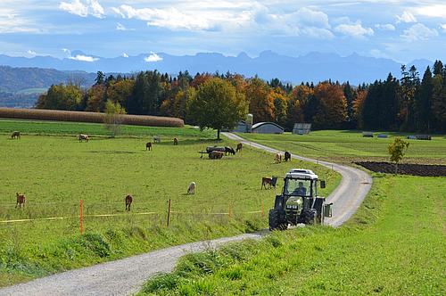 Ein Traktor fährt auf einem Feldweg, links stehen Kühe, im Hintergrund sind Felder und ein Hühnerstall. 