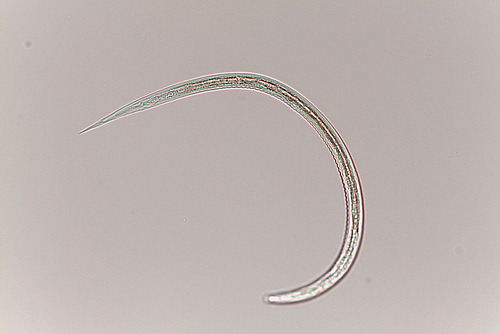 Larve eines Magen-Darm-Wurmes unter dem Mikroskop.