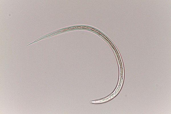 Larve eines Magen-Darm-Wurmes unter dem Mikroskop.