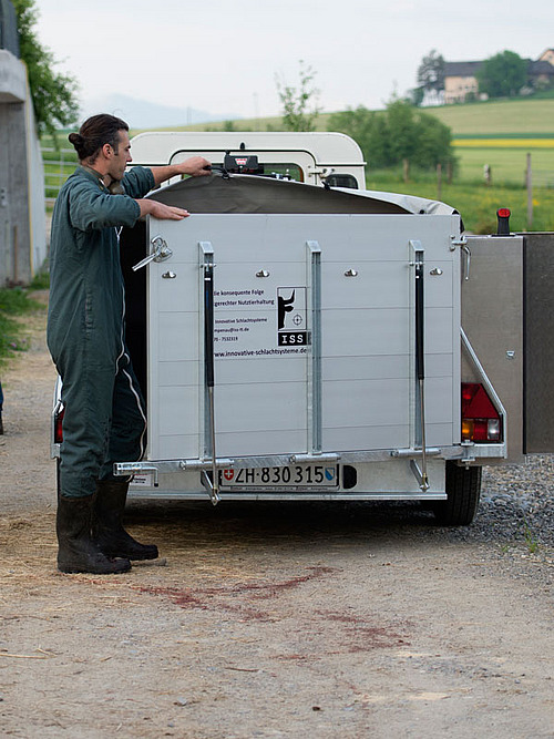 Landwirt bei seinen Mastrindern auf der Weide
6 Rinder stehen ruhig im Auslauf
Mann auf der Kanzel mit Gewehr im Anschlag
Betäubtes Rind am Arm des Hofladers
Betäubtes Tier am Ausblugen, aufgehängt am Arm des Hofladers
Hoflader setzt das tote Tier