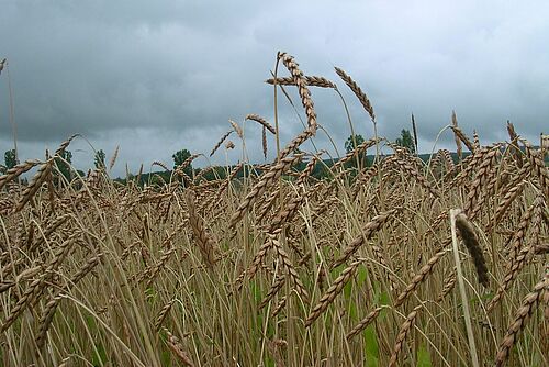 Feld mit reifem Dinkel unter bewölktem Himmel