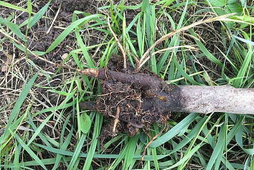 Eine abgefressene Wurzel liegt auf dem Gras