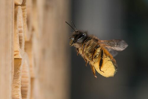 Mauerbiene im Anflug