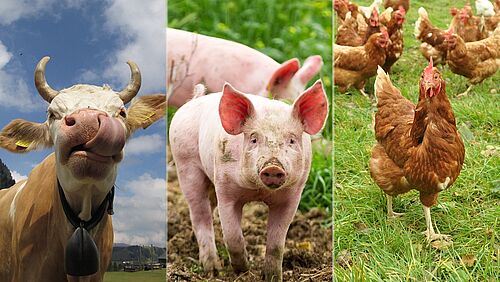 Bilder einer Kuh, eines Schweins und eines Huhns zu einem zusammengefügt.