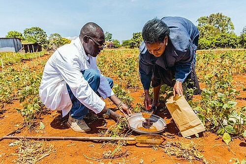 Forschen für die agrarökologische Zukunft: Edward Karanja von der Partnerorganisation «icipe» (Insektenforschungs-Institut) in Kenia sammelt mit einer Feld-Arbeiterin Bodenproben. (Bild: Peter Lüthi)