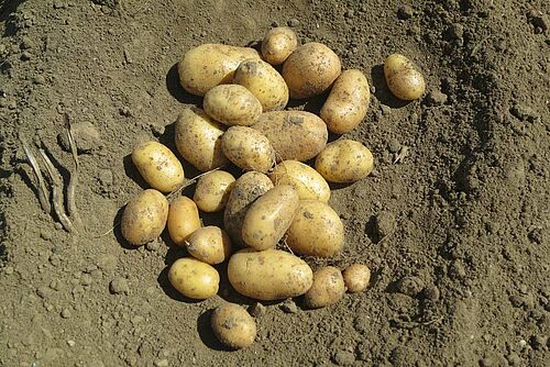 Häufchen Kartoffelknollen auf Ackerboden