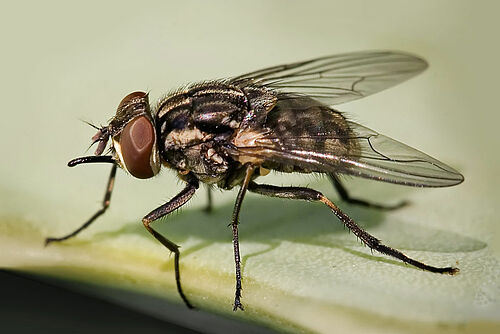 Stechfliege in Grossaufnahme