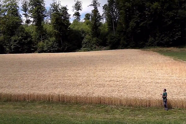 Bauer vor reifem Weizenfeld