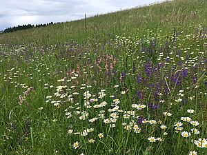 Blumenwiese