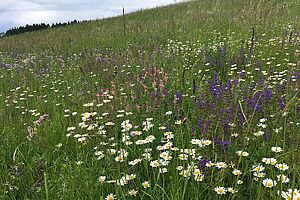 Blumenwiese