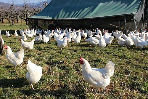 Zweinutzungshühner auf der Weide