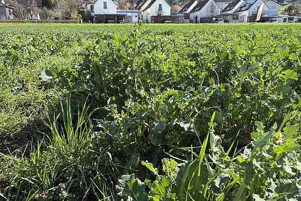 In einem Feld steht Raps ohne Blüte mit streifenweise unterschiedlichen Höhen. 