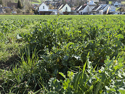 In einem Feld steht Raps ohne Blüte mit streifenweise unterschiedlichen Höhen. 