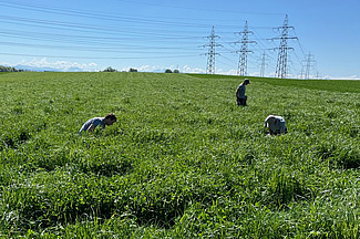 In einem hohen grünen Feld voll von Klee und Gras sind drei Personen, teils in gebückter Haltung, verteilt. 