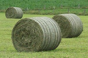 Heurndballen auf dem Feld