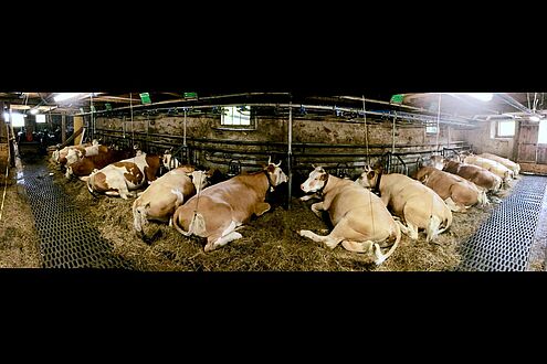 12 Kühe liegen nebeneinander im Stall