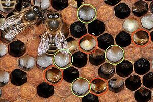 Bienenwabe mit Brut