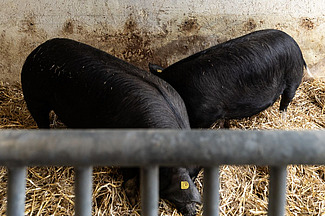Zwei Schweine in einer Bucht mit Stroh.