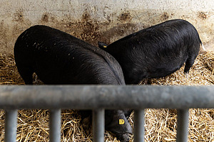Zwei Schweine in einer Bucht mit Stroh.