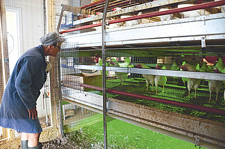 Person in blauem Overall schaut in ein separates Abteil im Legehennenstall.