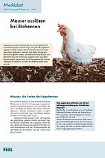 Merkblatt mit Text und Bild mit weisser Henne während der Mauser