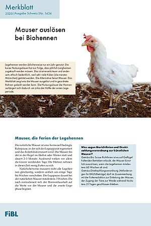 Merkblatt mit Text und Bild mit weisser Henne während der Mauser