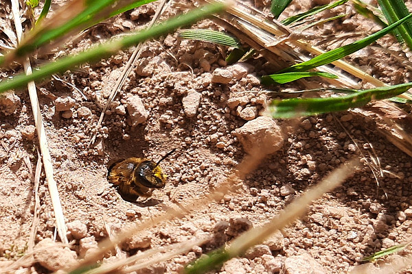 Eine Biene kriecht aus einem kleinen Loch im Boden zwischen Grashalmen. 