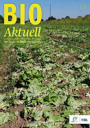 Titelseite Bioaktuell 7|23: Abgeerntetes Kopfsalatherzen-Feld