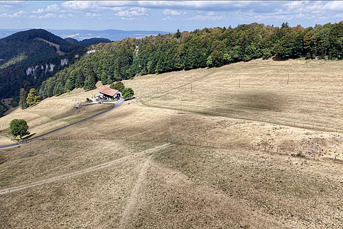 Im Hintergrund sind Berge zu sehen und ein Hofgebäude, die gesamte Graslandfläche davor ist beige-braun, der Wald im Hintergrund gelb-grün. 