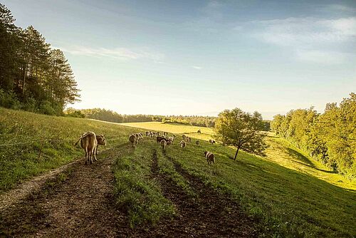 Kühe auf einer Weide in der Morgensonne